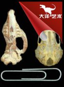 ���鶯���ïʢ�����������׽����